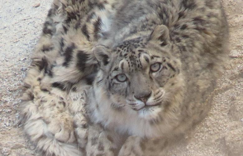 Snow Leopard, Rong Valley-Ladakh. Pic.Dorjey Daya