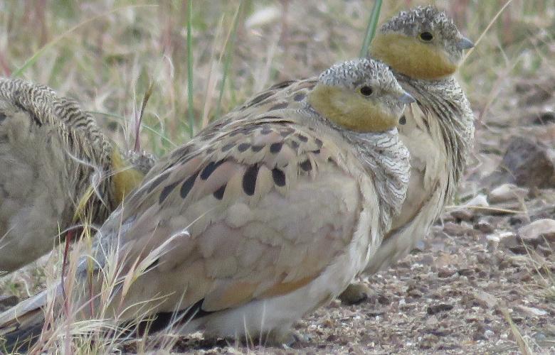Tibetan Sandgrouse, Tsokar, Ladakh-India