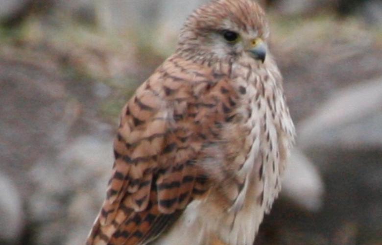 Common Kestrel