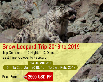 Snow Leopard Tour Ladakh, Fix Departure Snow Leopard Tour, Snow Leotard 2017-2018