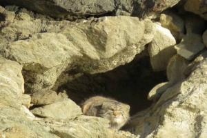 Pallas cat in Ladakh at Hanle 2019