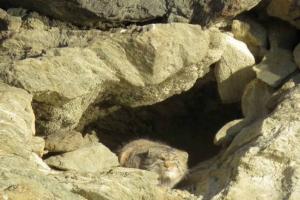 Pallas cat in Ladakh at Hanle 2024-2025