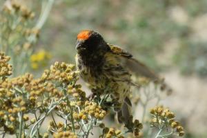 Red Fronted Serin