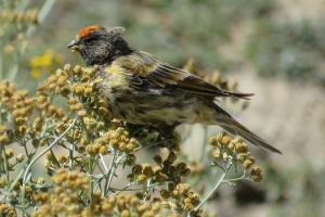 Red Fronted Serin