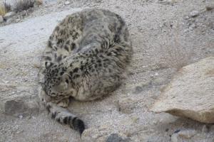 Snow Leopard Tours Leh Ladakh