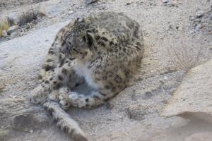 Snow Leopard Trek Leh Ladakh