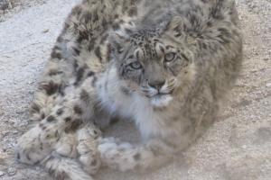 Snow Leopard Trek 2019-2020
