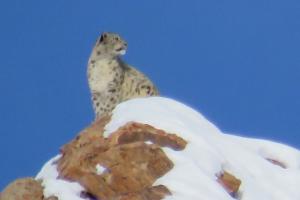 Snow Leopard Trek Leh-ladakh 2019
