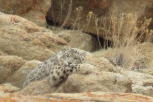 Snow Leopard Trek 2019-2020 - Ladakh-himalaya