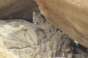 Snow Leopard Trek 2019-2020 - Ladakh-himalaya