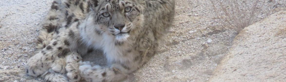 SNOW LEOPARD TREK  2024-2025