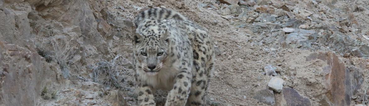 SNOW LEOPARD TREK WTH MONASTIC FESTIVAL- 2024-2025