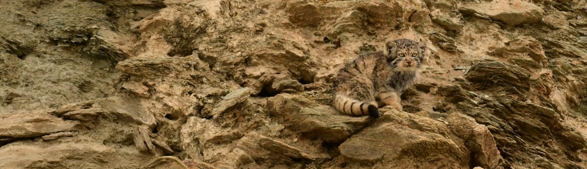 PALLAS'S CAT-LADAKH