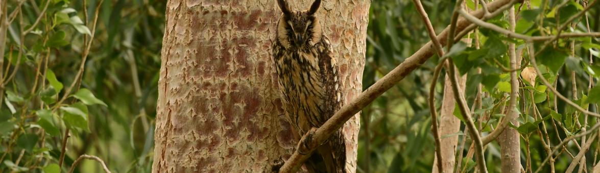 BIRDING TRIP IN LADAKH- 13 Days