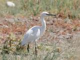 Little Egret