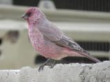 Rosefinch