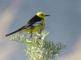 Golden Oriel