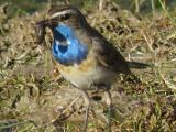 Birding in Ladakh-Himalayas