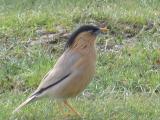 Birding in Ladakh-Himalayas