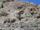 Snow Leopard