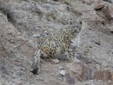 SNOW LEOPARD TREK  2019-2020