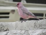 Great Rosefinch-Birding Trip in Ladakh