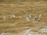 Tibetan Sandgrouse-Birding Tour in Leh- Ladakh 