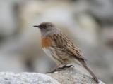 Robin Accentor is found in Bird watching tour at Tsomoriri, Leh- Ladakh