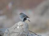 Plumbeous water Redstart-BIRDING Tour in Leh- LADAKH-HIMALAYAS