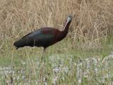 Glossy Ibis-Bird-watching tour in Leh- LADAKH