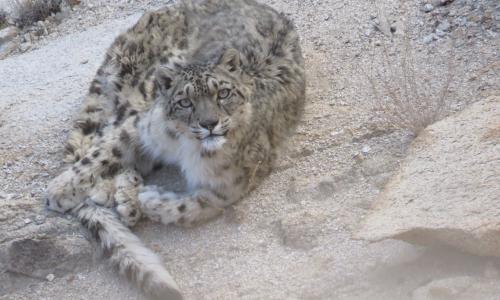 SNOW LEOPARD TREK  2024-2025