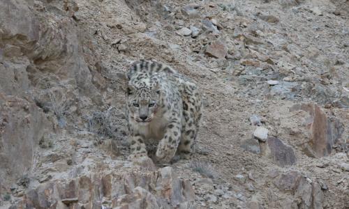 SNOW LEOPARD TREK WTH MONASTIC FESTIVAL- 2024-2025