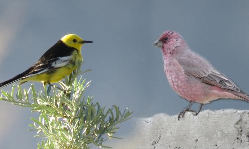 BIRDING TRIP IN LADAKH-HIMALAYAS