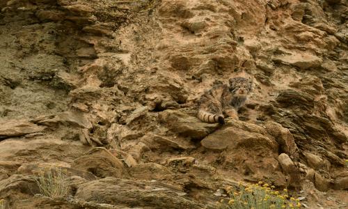 PALLAS'S CAT-LADAKH