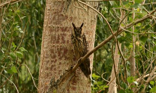 BIRDING TRIP IN LADAKH- 13 Days