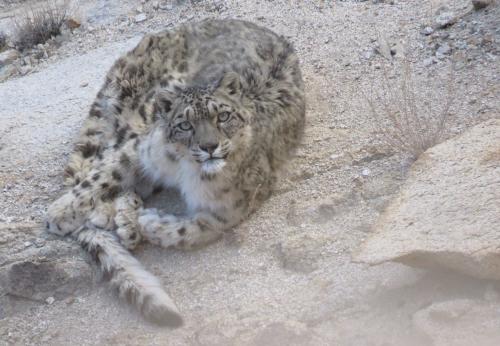 SNOW LEOPARD TREK  2024-2025