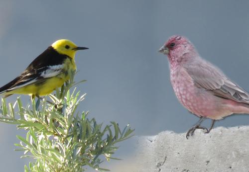 BIRDING TRIP IN LADAKH-HIMALAYAS