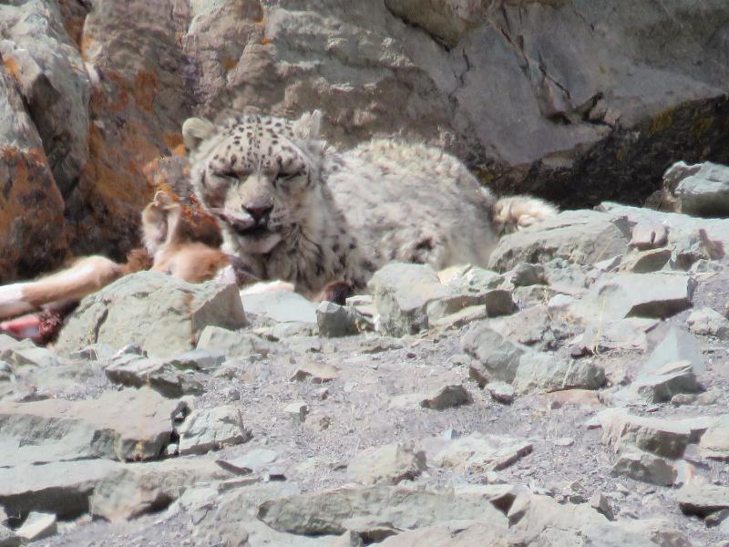 Best Snow Leopard Trek Leh Ladakh, Snow Leopard Tour to Leh