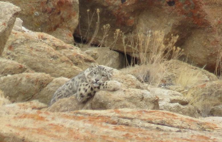 Snow Leopard at Saspotsey-Feb'2018