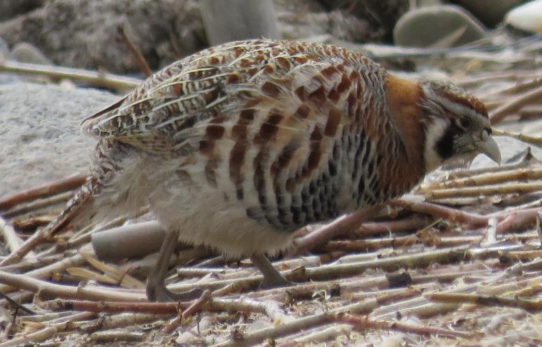 Tibetan Patridge