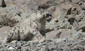 Ladakh Travel Agent